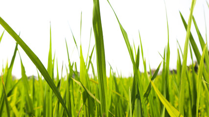green grass on white background