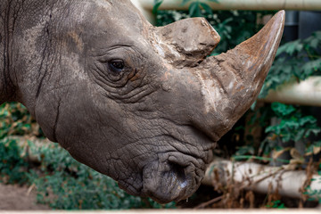 Fototapeta premium Big black rhino in nature close-up