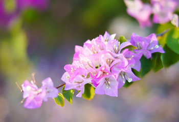 Obraz premium Pink Bougainvillea flowers in garden, Soft Dreaming looks