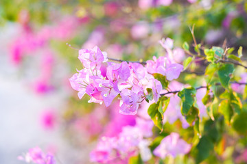 Pink Bougainvillea flowers in garden, Soft Dreaming looks