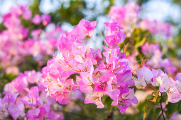 Pink Bougainvillea flowers in garden, Soft Dreaming looks