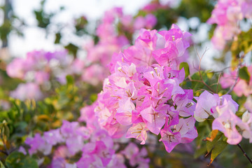 Fototapeta na wymiar Pink Bougainvillea flowers in garden, Soft Dreaming looks