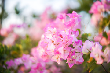 Pink Bougainvillea flowers in garden, Soft Dreaming looks