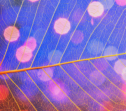 abstract background.  dry leaf. lights through a dried leaf. leaf skeleton