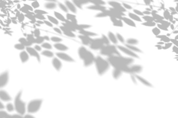 The blurred shadow of the plant on the white wall. Black and white summer background for photo overlay or mockup