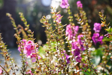 Obraz premium Purple pink blossom in winter garden