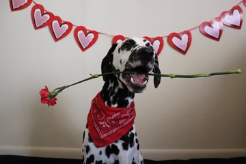 valentines