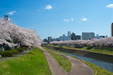 水戸市（茨城　日本）の桜川沿いに満開に咲き誇る桜