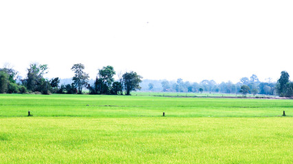 Fototapeta premium nerural landscape with green rice farm