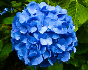 青色のアジサイの花（涸沼自然公園　日本）