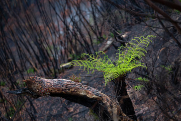 A tree fern flourishes after bush ires in Australia