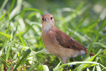 Pájaro Hornero - Furnarius rufus 3