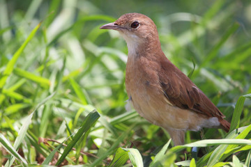 Pájaro Hornero - Furnarius rufus 4