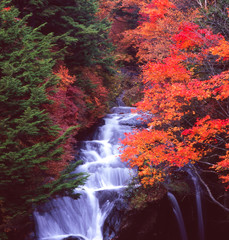 Fototapeta premium 竜頭の滝（奥日光 日本）の滝と鮮やかな紅葉