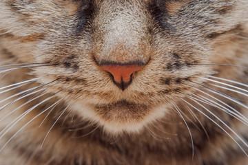 cat face with mustache, nose, close-up