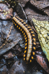 Centipede on floor