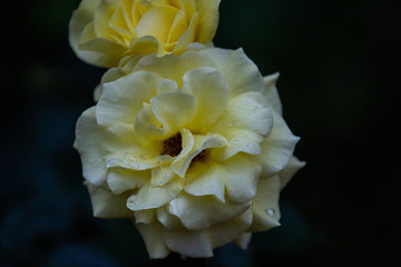 yellow rose on black