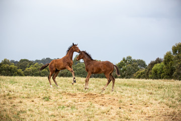 Naklejka na ściany i meble Foals playing in a field