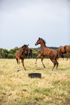 mare and foal in the field © Matt Dunne