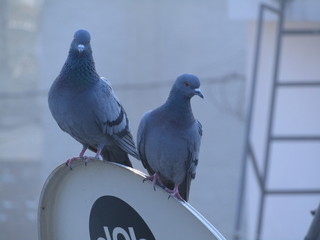 pigeon