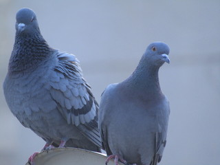 pigeon
