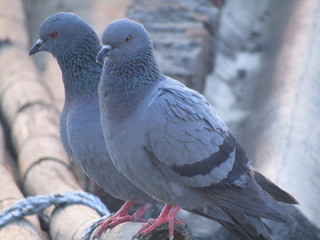 pigeon