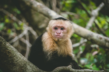 Naklejka na ściany i meble Capuchin monkey sitting on a tree