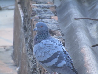 pigeon