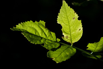 Leaves