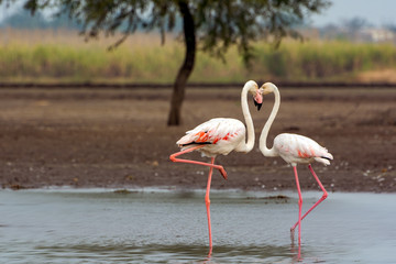 The Kiss - Flamingo couple indulging in a kissing act making a heart shape