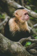 Capuchin monkey sitting on a tree