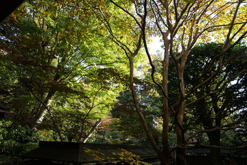 秋の気配が漂う庭