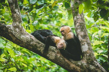 Capuchin monkeys sitting on a tree