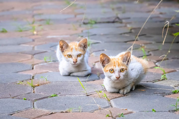 Close up portrait of homeless kitty cats. Stray homeless kitty cats wanders staying on roof house. Abandoned cats with yellow gold color on road.