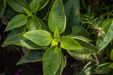 green bush leaves
