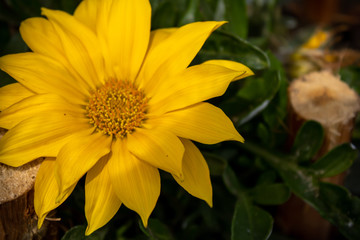 yellow flower of calendula