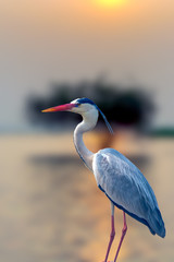 Grey Heron - Waiting eagerly at dawn