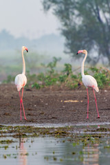 The approach - Flamingo approaching to another for being together