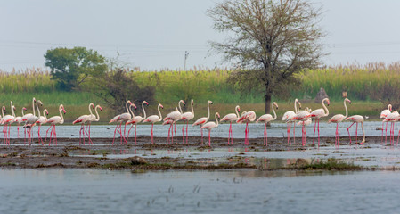 Flamboyance of flamingo flock -  wide panorama view