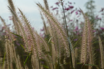 Fototapeta premium Grass flowers are beautiful clumps in the garden.