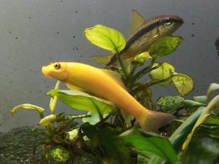 anubias plant with golden algae eater