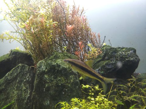 seamese algae eater in planted aquarium