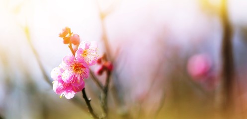 pink flowers of a tree , Japanese apricot
