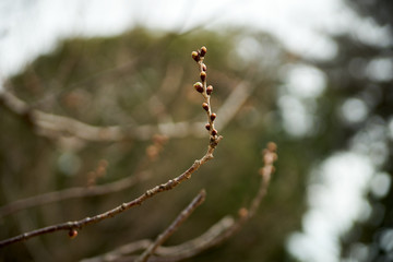 桜の枝・染井吉野・アップ