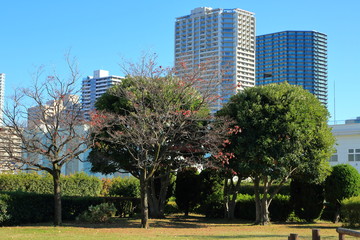 Naklejka premium 芝浦中央公園の樹林越しに望む高層ビル群