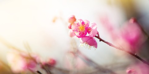Japanese apricot , Pink flowers blossoms