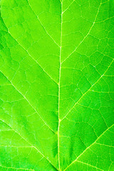 Closeup of green leaf, texture. Abstract nature background