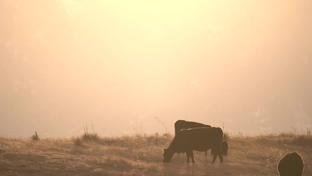 Cattle grazing in the open space of Boulder, Colorado