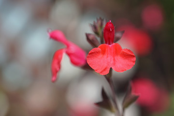 真っ赤なチェリーセージの花