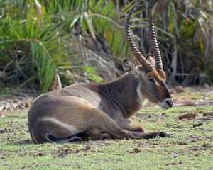 Naklejka na ściany i meble A Waterbuck resting in the environs of Amboseli National Park, Kenya. (Kobus ellipsiprymnus)